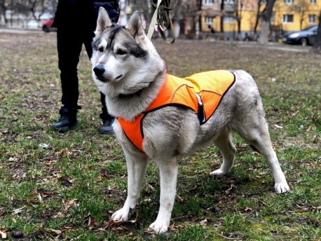 Накидка (попона) для собак велика (1026) оранжева